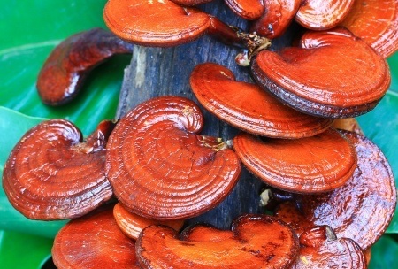 ganoderma lucidum