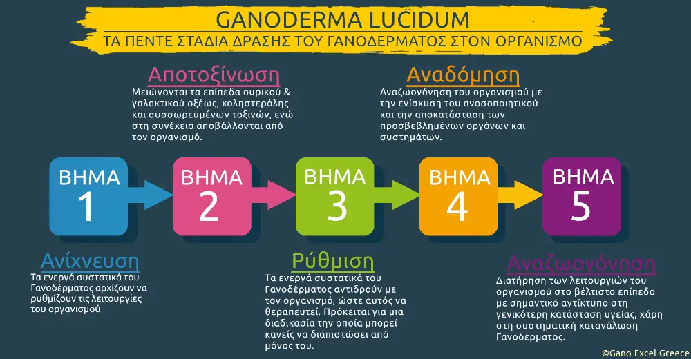 Infographic με θέμα: Τα πέντε στάδια δράσης του Γανοδέρματος (Ganoderma lucidum) στον οργανισμό